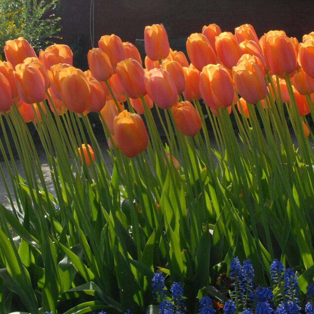 12/Plus Cm, Orange Dordogne Single Late Tulip Flower Bulbs (Bag Of 50) 10 12/Plus Cm, Orange Dordogne Single Late Tulip Flower Bulbs (Bag Of 50) - Image 8