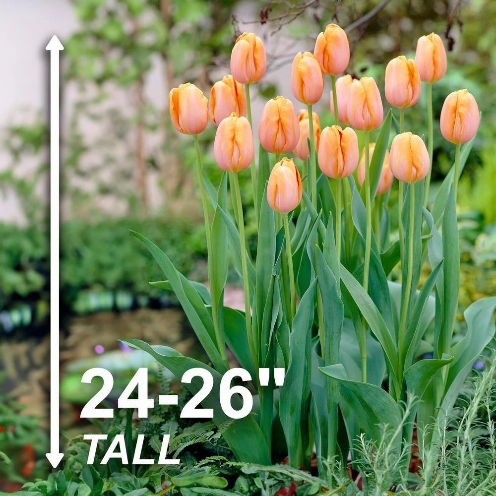 12/Plus Cm, Orange Dordogne Single Late Tulip Flower Bulbs (Bag Of 50) 5 12/Plus Cm, Orange Dordogne Single Late Tulip Flower Bulbs (Bag Of 50) - Image 3