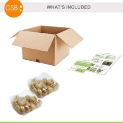 12/Plus Cm, Orange Dordogne Single Late Tulip Flower Bulbs (Bag Of 50) 16 12/Plus Cm, Orange Dordogne Single Late Tulip Flower Bulbs (Bag Of 50) -Garden State Bulb garden state bulb flower bulbs ecf 95 50 02 76 1000