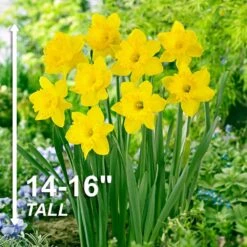 14/16 Cm Dutch Master Trumpet Daffodil Flower Bulbs (Bag Of 100) -Garden State Bulb garden state bulb flower bulbs ecf 96 100 04 4f 1000
