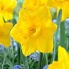 14/16 Cm Dutch Master Trumpet Daffodil Flower Bulbs (Bag Of 100) 2 14/16 Cm Dutch Master Trumpet Daffodil Flower Bulbs (Bag Of 100) -Garden State Bulb garden state bulb flower bulbs ecf 96 100 04 64 1000