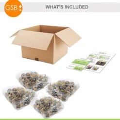 14/16 Cm Dutch Master Trumpet Daffodil Flower Bulbs (Bag Of 100) -Garden State Bulb garden state bulb flower bulbs ecf 96 100 04 76 1000