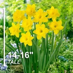 14/16 Cm Dutch Master Trumpet Daffodil Flower Bulbs (Bag Of 250) -Garden State Bulb garden state bulb flower bulbs ecf 96 250 10 4f 1000