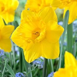 14/16 Cm Dutch Master Trumpet Daffodil Flower Bulbs (Bag Of 250)