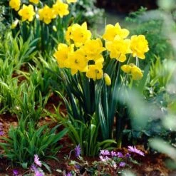 14/16 Cm Dutch Master Trumpet Daffodil Flower Bulbs (Bag Of 50) -Garden State Bulb garden state bulb flower bulbs ecf 96 50 02 31 1000