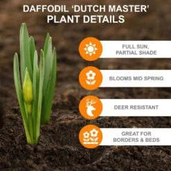 14/16 Cm Dutch Master Trumpet Daffodil Flower Bulbs (Bag Of 50) -Garden State Bulb garden state bulb flower bulbs ecf 96 50 02 c3 1000