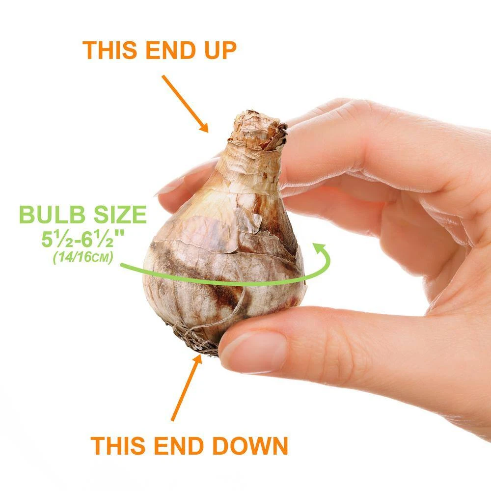 14/16 Cm Butterfly MixSplit CoronaDaffodil Flower Bulbs (Bag Of 100) 6 14/16 Cm Butterfly MixSplit CoronaDaffodil Flower Bulbs (Bag Of 100) - Image 4