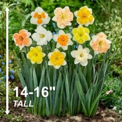 14/16 Cm Butterfly MixSplit CoronaDaffodil Flower Bulbs (Bag Of 100) 12 14/16 Cm Butterfly MixSplit CoronaDaffodil Flower Bulbs (Bag Of 100) -Garden State Bulb garden state bulb flower bulbs ecf 98 100 04 4f 1000