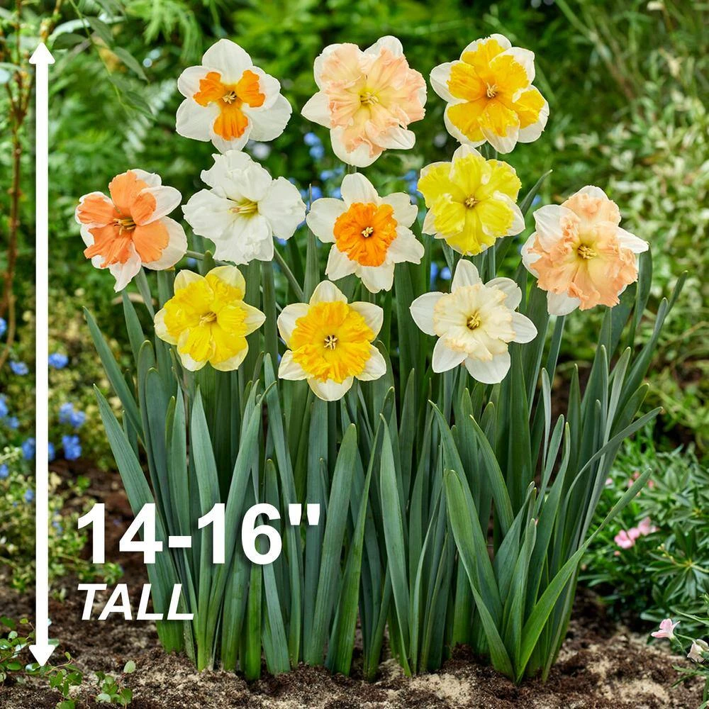 14/16 Cm Butterfly MixSplit CoronaDaffodil Flower Bulbs (Bag Of 100) 5 14/16 Cm Butterfly MixSplit CoronaDaffodil Flower Bulbs (Bag Of 100) - Image 3