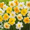 14/16 Cm Butterfly MixSplit CoronaDaffodil Flower Bulbs (Bag Of 100) -Garden State Bulb garden state bulb flower bulbs ecf 98 100 04 64 1000