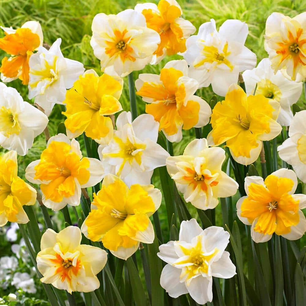 14/16 Cm Butterfly MixSplit CoronaDaffodil Flower Bulbs (Bag Of 100) 3 14/16 Cm Butterfly MixSplit CoronaDaffodil Flower Bulbs (Bag Of 100)
