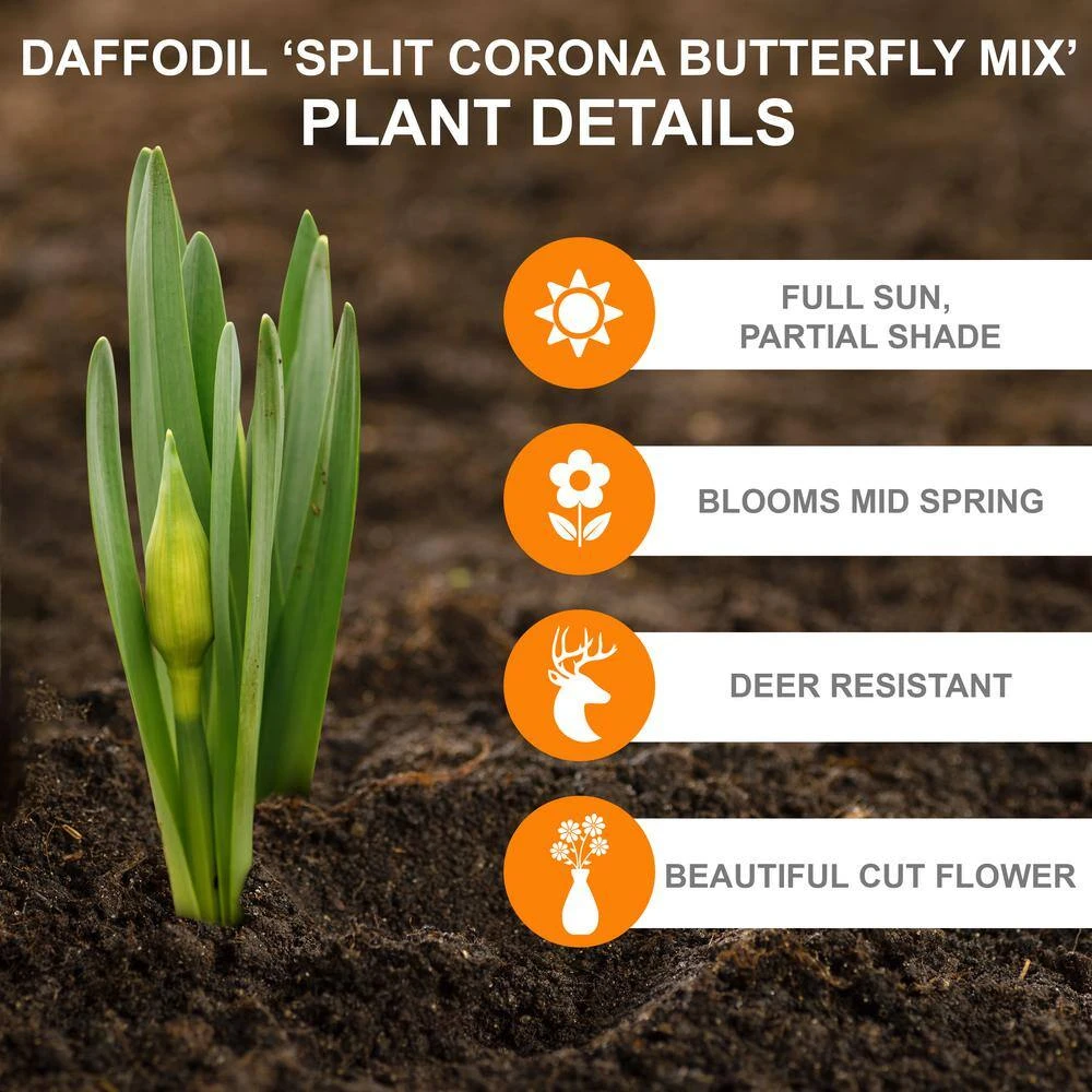 14/16 Cm Butterfly MixSplit CoronaDaffodil Flower Bulbs (Bag Of 100) 4 14/16 Cm Butterfly MixSplit CoronaDaffodil Flower Bulbs (Bag Of 100) - Image 2