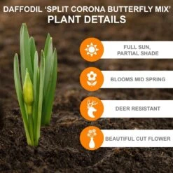 14/16 Cm Butterfly Mix Split Corona Daffodil Flower Bulbs (Bag Of 25) -Garden State Bulb garden state bulb flower bulbs ecf 98 25 01 c3 1000