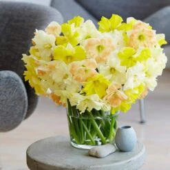 14/16 Cm Butterfly Mix Split Corona Daffodil Flower Bulbs (Bag Of 250) -Garden State Bulb garden state bulb flower bulbs ecf 98 250 10 31 1000