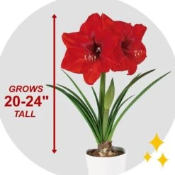 26/28 Cm Red Lion Amaryllis Flower Bulbs (Bag Of 3) -Garden State Bulb garden state bulb flower bulbs ech 03 03 01 44 1000