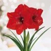26/28 Cm Red Lion Amaryllis Flower Bulbs (Bag Of 3) -Garden State Bulb garden state bulb flower bulbs ech 03 03 01 64 1000