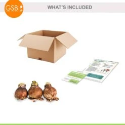 26/28 Cm Red Lion Amaryllis Flower Bulbs (Bag Of 3) -Garden State Bulb garden state bulb flower bulbs ech 03 03 01 c3 1000