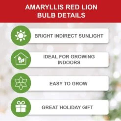 26/28 Cm Red Lion Amaryllis Flower Bulbs (Bag Of 6) -Garden State Bulb garden state bulb flower bulbs ech 03 06 02 1f 1000