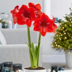 26/28 Cm Red Lion Amaryllis Flower Bulbs (Bag Of 6) -Garden State Bulb garden state bulb flower bulbs ech 03 06 02 31 1000