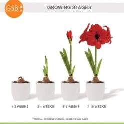 26/28 Cm Red Lion Amaryllis Flower Bulbs (Bag Of 6) -Garden State Bulb garden state bulb flower bulbs ech 03 06 02 76 1000