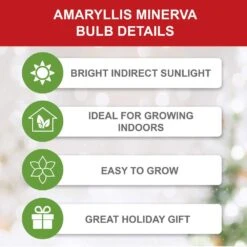 26/28 Cm Minerva Amaryllis Flower Bulbs (Bag Of 3) -Garden State Bulb garden state bulb flower bulbs ech 04 03 01 1f 1000