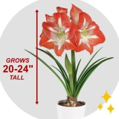 26/28 Cm Minerva Amaryllis Flower Bulbs (Bag Of 3) -Garden State Bulb garden state bulb flower bulbs ech 04 03 01 44 1000