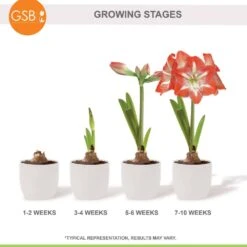 26/28 Cm Minerva Amaryllis Flower Bulbs (Bag Of 3) -Garden State Bulb garden state bulb flower bulbs ech 04 03 01 76 1000