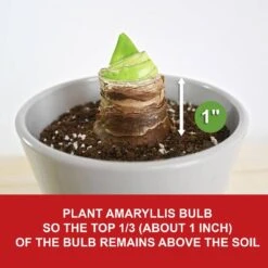 26/28 Cm Minerva Amaryllis Flower Bulbs (Bag Of 3) -Garden State Bulb garden state bulb flower bulbs ech 04 03 01 fa 1000