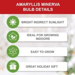 26/28 Cm Minerva Amaryllis Flower Bulbs (Bag Of 6) -Garden State Bulb garden state bulb flower bulbs ech 04 06 02 1f 1000