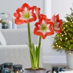 26/28 Cm Minerva Amaryllis Flower Bulbs (Bag Of 6) -Garden State Bulb garden state bulb flower bulbs ech 04 06 02 31 1000
