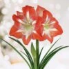 26/28 Cm Minerva Amaryllis Flower Bulbs (Bag Of 6) -Garden State Bulb garden state bulb flower bulbs ech 04 06 02 64 1000