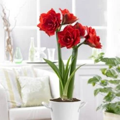 26/28cm Red Double Amaryllis Bulb Kit With White Container -Garden State Bulb garden state bulb flower bulbs ech 05 01 01 31 1000