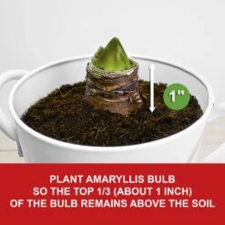 26/28cm Red Double Amaryllis Bulb Kit With White Container -Garden State Bulb garden state bulb flower bulbs ech 05 01 01 4f 1000