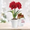 26/28cm Red Double Amaryllis Bulb Kit With White Container -Garden State Bulb garden state bulb flower bulbs ech 05 01 01 64 1000