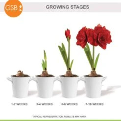 26/28cm Red Double Amaryllis Bulb Kit With White Container -Garden State Bulb garden state bulb flower bulbs ech 05 01 01 76 1000