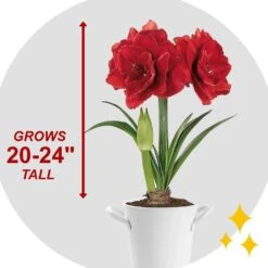 26/28cm Red Double Amaryllis Bulb Kit With White Container -Garden State Bulb garden state bulb flower bulbs ech 05 01 01 fa 1000