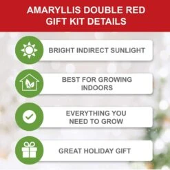 26/28cm Red Double Amaryllis Bulb Gift Kit With Zinc Container -Garden State Bulb garden state bulb flower bulbs ech 07 01 01 1f 1000