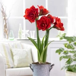 26/28cm Red Double Amaryllis Bulb Gift Kit With Zinc Container -Garden State Bulb garden state bulb flower bulbs ech 07 01 01 31 1000