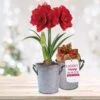 26/28cm Red Double Amaryllis Bulb Gift Kit With Zinc Container -Garden State Bulb garden state bulb flower bulbs ech 07 01 01 64 1000