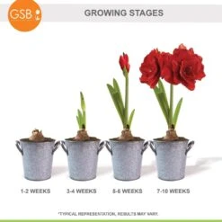 26/28cm Red Double Amaryllis Bulb Gift Kit With Zinc Container -Garden State Bulb garden state bulb flower bulbs ech 07 01 01 76 1000