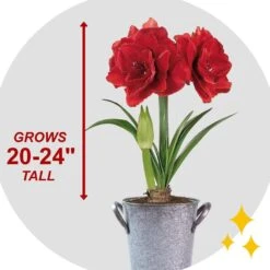 26/28cm Red Double Amaryllis Bulb Gift Kit With Zinc Container -Garden State Bulb garden state bulb flower bulbs ech 07 01 01 fa 1000