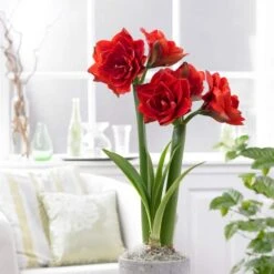 26/28 Cm Red Double Amaryllis Flower Bulb (Bag Of 1) -Garden State Bulb garden state bulb flower bulbs ech 11 01 01 31 1000