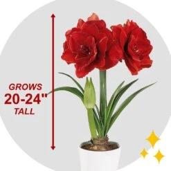 26/28 Cm Red Double Amaryllis Flower Bulb (Bag Of 1) -Garden State Bulb garden state bulb flower bulbs ech 11 01 01 44 1000