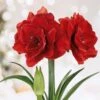 26/28 Cm Red Double Amaryllis Flower Bulb (Bag Of 1) -Garden State Bulb garden state bulb flower bulbs ech 11 01 01 64 1000