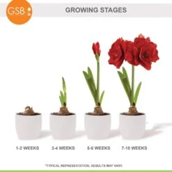 26/28 Cm Red Double Amaryllis Flower Bulb (Bag Of 1) -Garden State Bulb garden state bulb flower bulbs ech 11 01 01 76 1000