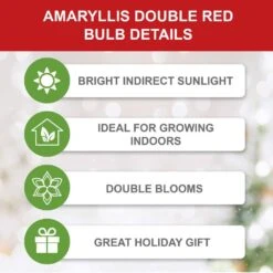 26/28 Cm Red Double Amaryllis Flower Bulb (Bag Of 2) 13 26/28 Cm Red Double Amaryllis Flower Bulb (Bag Of 2) -Garden State Bulb garden state bulb flower bulbs ech 11 02 02 1f 1000