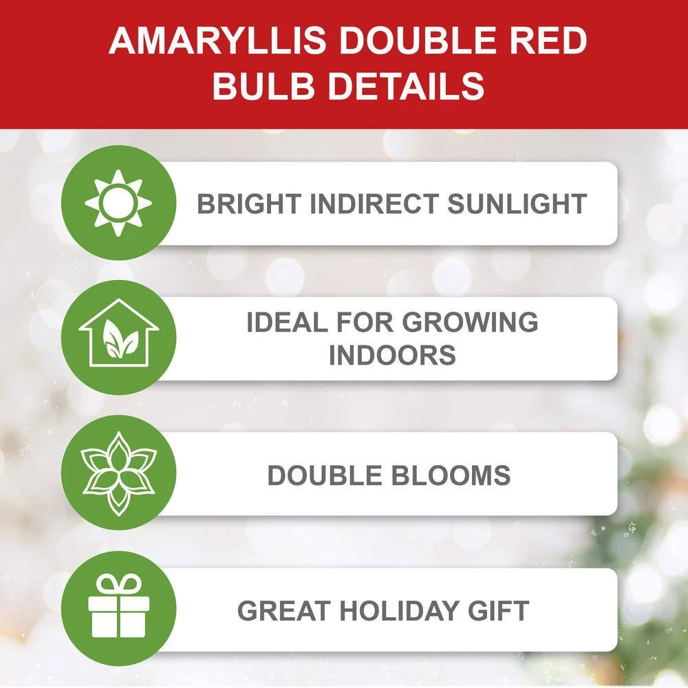 26/28 Cm Red Double Amaryllis Flower Bulb (Bag Of 2) 6 26/28 Cm Red Double Amaryllis Flower Bulb (Bag Of 2) - Image 4