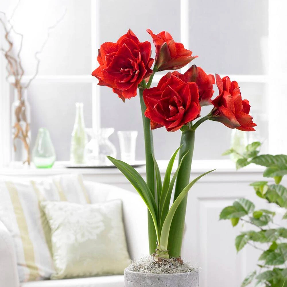 26/28 Cm Red Double Amaryllis Flower Bulb (Bag Of 2) 10 26/28 Cm Red Double Amaryllis Flower Bulb (Bag Of 2) - Image 8