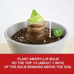 26/28 Cm Red Double Amaryllis Flower Bulb (Bag Of 2) 15 26/28 Cm Red Double Amaryllis Flower Bulb (Bag Of 2) -Garden State Bulb garden state bulb flower bulbs ech 11 02 02 fa 1000