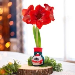 28/30 Cm Red Lion Sweater Amaryllis Flower Bulb, Polar Bear -Garden State Bulb garden state bulb flower bulbs ech 13 01 01 31 1000